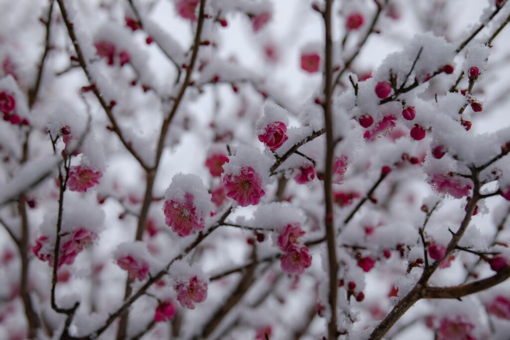 berries in a winter garden