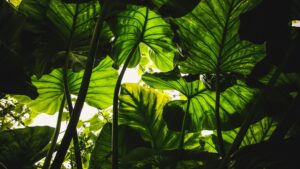 garden leaf canopy