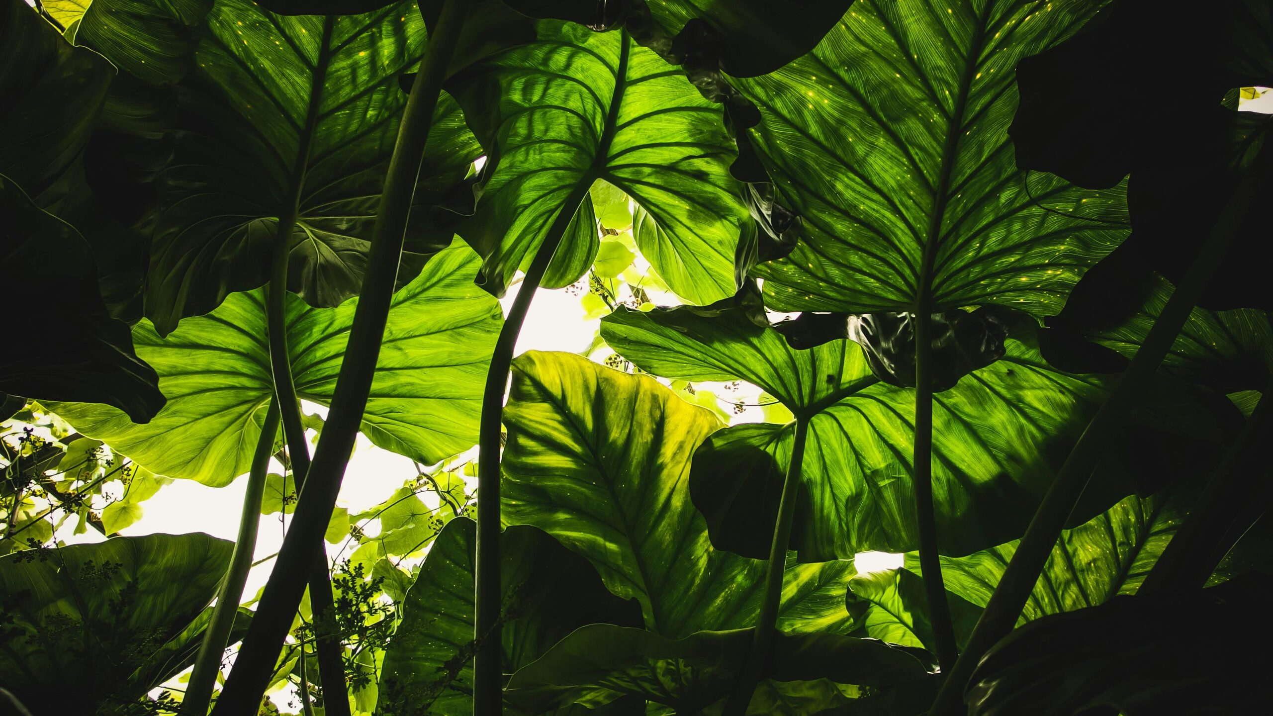 garden leaf canopy