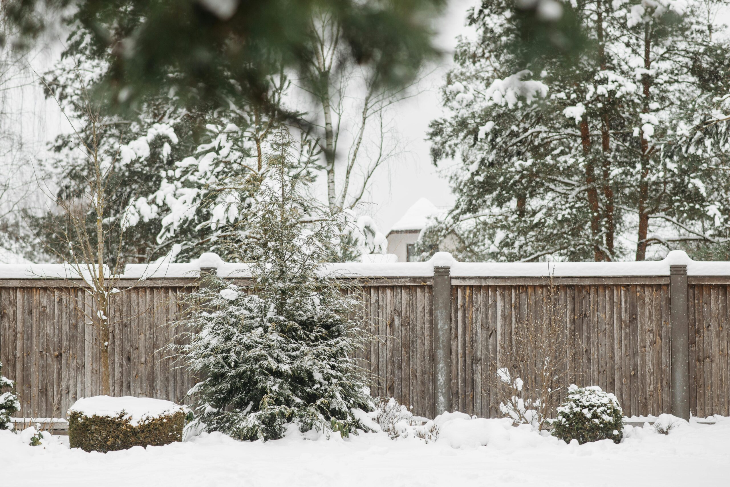 southwest london garden in winter