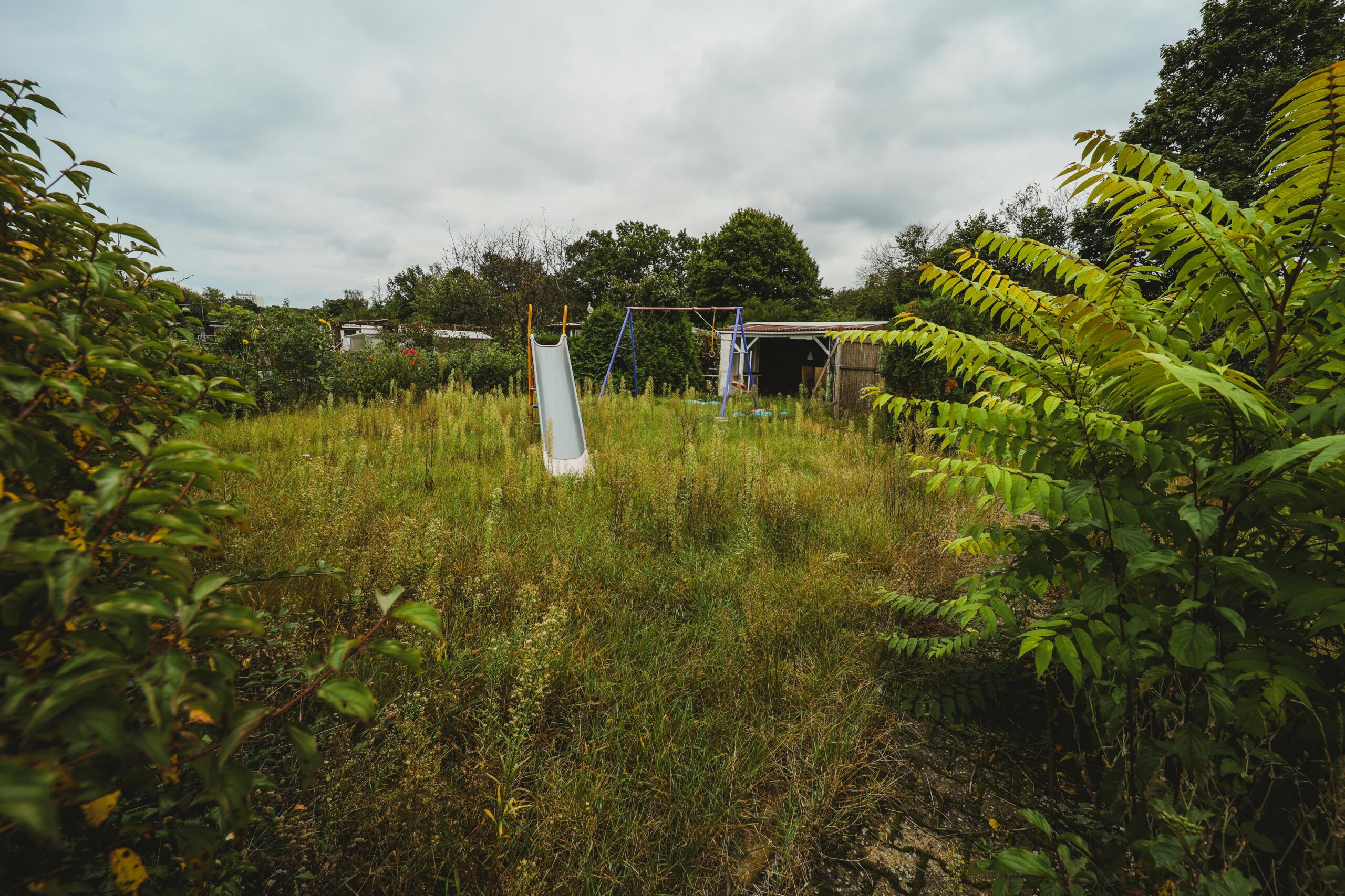 overgrown garden