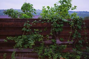 overgrown garden with plants coming through the fence