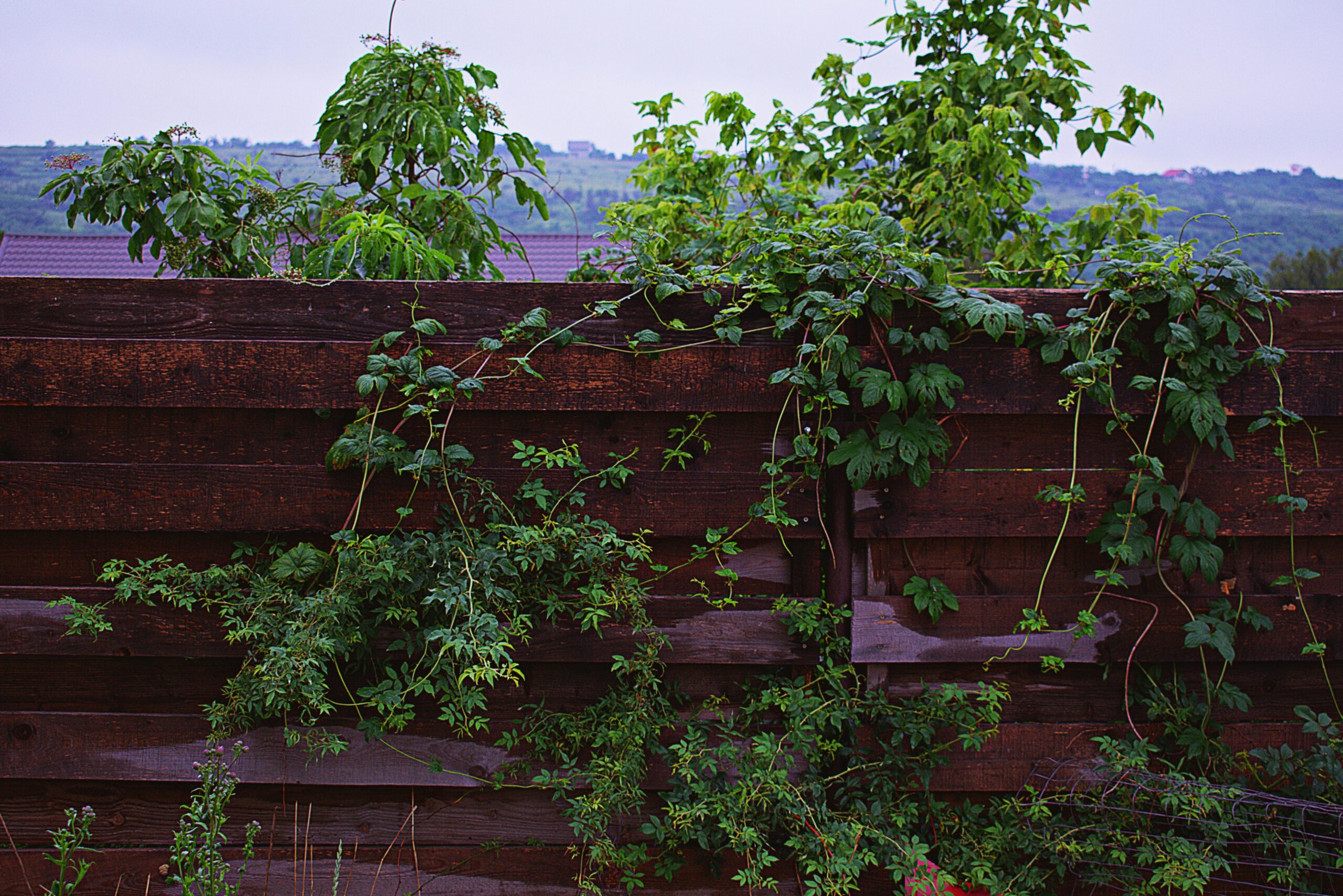 overgrown garden with plants coming through the fence