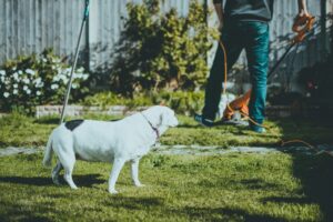 person performing a garden makeover