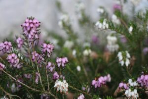 cold weather flowers