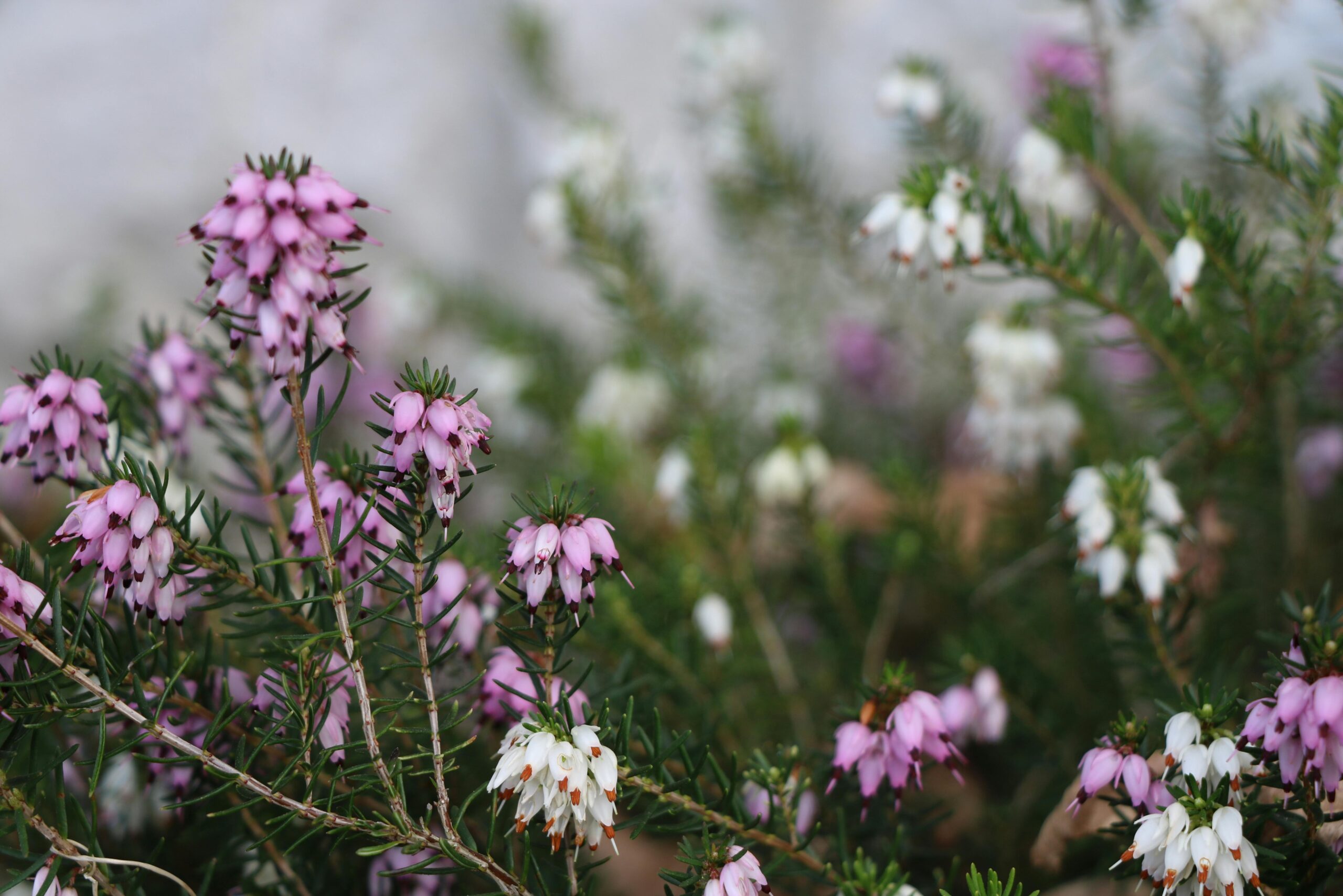cold weather flowers
