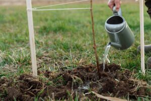person watering in garden