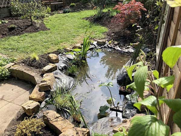 pond in clapham garden