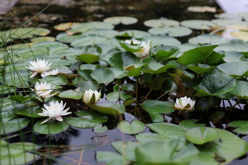 lilypads in pond in south west london