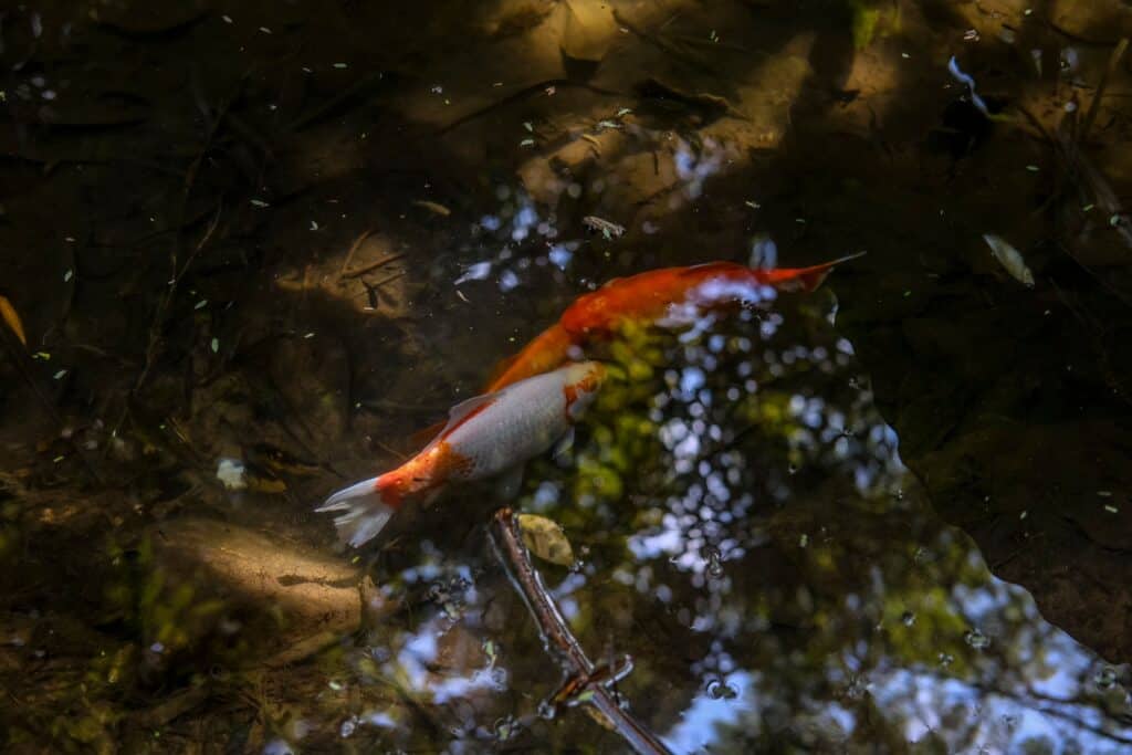fish in a pond